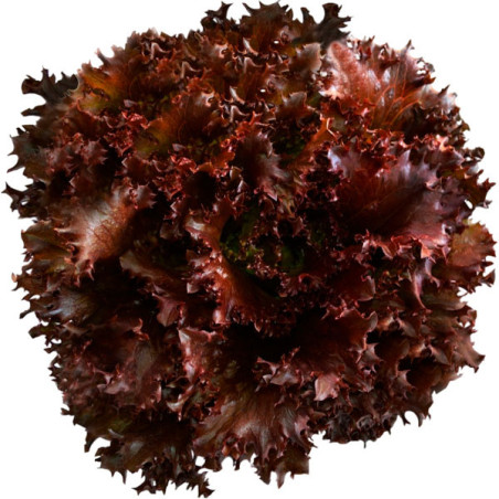  Lechuga Gabriela 10000 Semillas PLT Tipo Crespa Roja Feltrin 225.423729 Lechuga Gabriela 10000 Semillas PLT Tipo Crespa Roja Fe