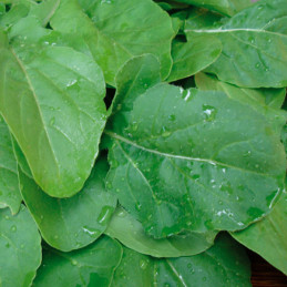  Rucula 1000 Semillas Eruca sativa Arugula astro Hortaliza Flor Jardin 43.220339 Rucula 1000 Semillas Eruca sativa Arugula astro
