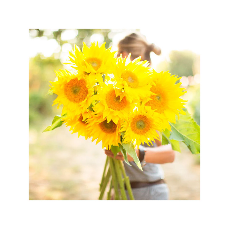  Girasol 10000 Semillas Helianthus annuus Pro Cut Gold Luxe Flor Corte 1623.999999 Girasol 10000 Semillas Helianthus annuus Pro 