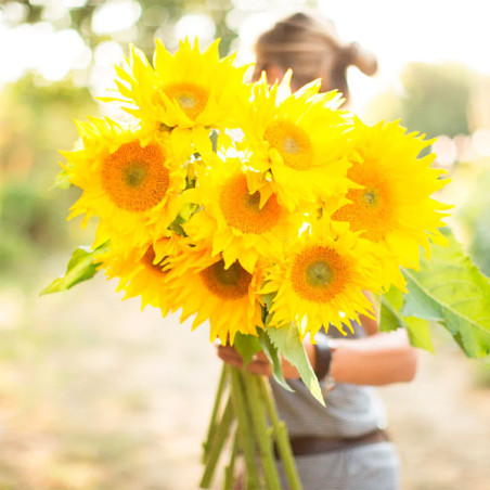  Girasol 10000 Semillas Helianthus annuus Pro Cut Gold Luxe Flor Corte 1623.999999 Girasol 10000 Semillas Helianthus annuus Pro 
