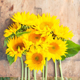  Girasol 10000 Semillas Helianthus annuus Pro Cut Gold Luxe Flor Corte 1623.999999 Girasol 10000 Semillas Helianthus annuus Pro 