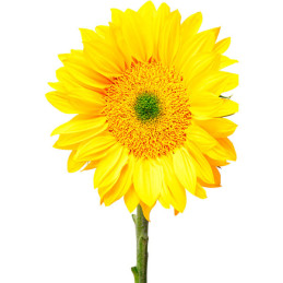  Girasol 10000 Semillas Helianthus annuus Pro Cut Gold Luxe Flor Corte 1623.999999 Girasol 10000 Semillas Helianthus annuus Pro 