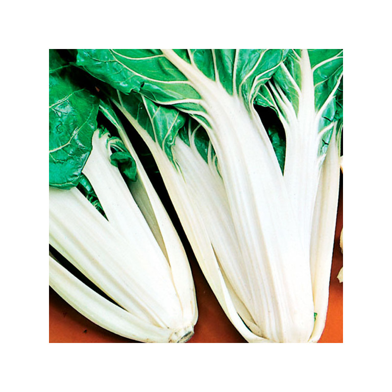  Acelga Talos Brancos 100gr Semillas Variedad Hojas Verdes Grandes, TopSeed 62.711864 Acelga Talos Brancos 100gr Semillas Varied