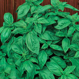  Albahaca Genovese 50gr Semillas Variedad Hojas Grandes Aromaticas, TopSeed 45 Albahaca Genovese 50gr Semillas Variedad Hojas Gr