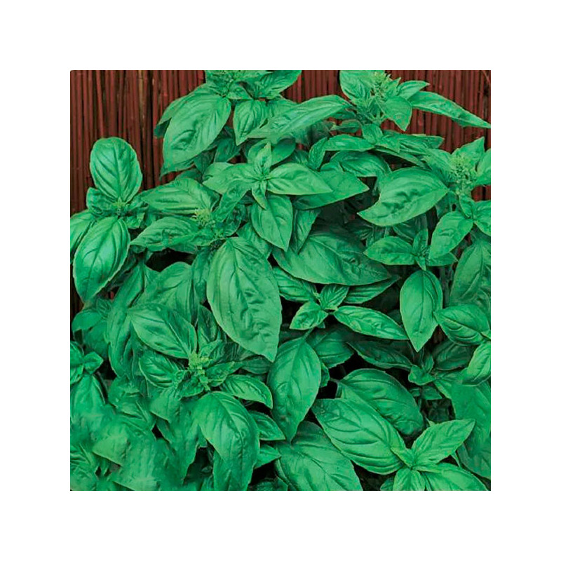  Albahaca Genovese 50gr Semillas Variedad Hojas Grandes Aromaticas, TopSeed 45 Albahaca Genovese 50gr Semillas Variedad Hojas Gr