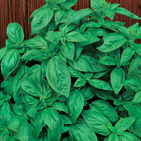  Albahaca Genovese 50gr Semillas Variedad Hojas Grandes Aromaticas, TopSeed 45 Albahaca Genovese 50gr Semillas Variedad Hojas Gr