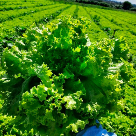  Lechuga Samira 100gr Semillas Variedad Crespa Verano, TopSeed 126.271186 Lechuga Samira 100gr Semillas Variedad Crespa Verano, 