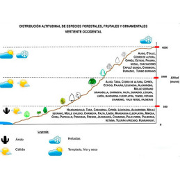  Semillas de Huaranguillo 1Kg, Acacia horrida,  20 mil semillas, Arborizaciones 254.237288 Semillas de Huaranguillo 1Kg, Acacia 