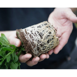  Sustrato Seed Pro 8020 Fardo 50Kg  250L NPK 14-16-18+Microelementos, Projar 182.20339 Sustrato Seed Pro 8020 Fardo 50Kg  250L N