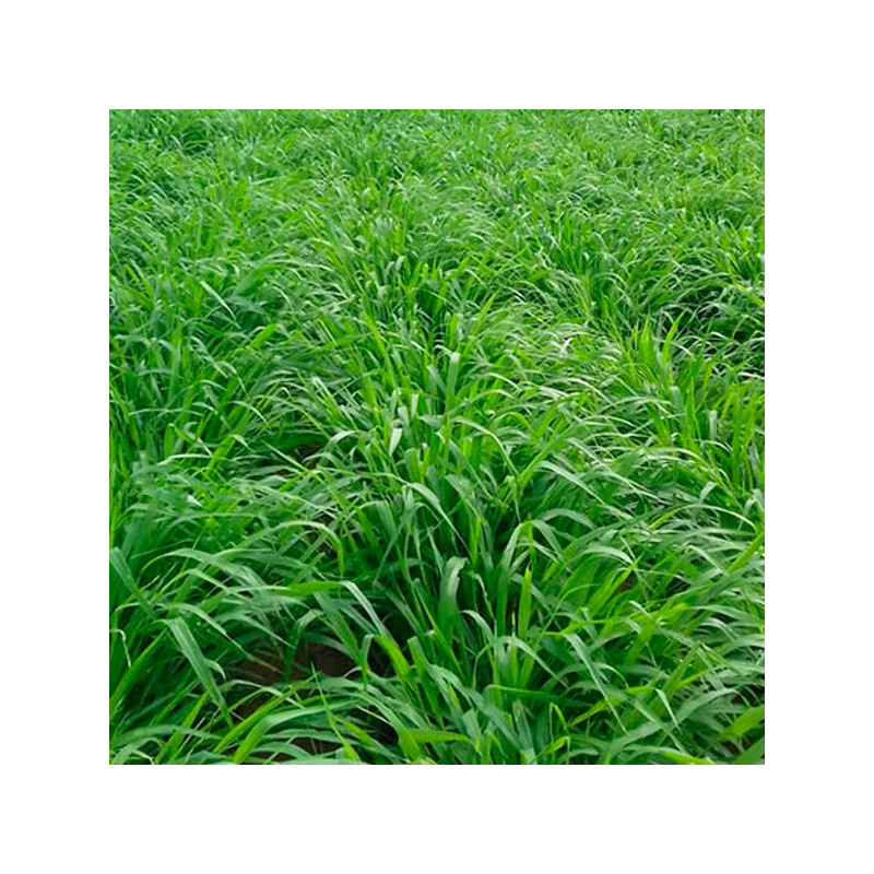  Brachiaria Brizantha Marandu 10Kg Semillas Forraje Pasto Tropical macolloso, AGP 447.457627 Brachiaria Brizantha Marandu 10Kg S