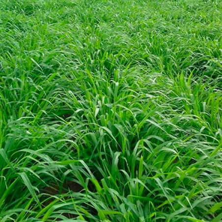  Brachiaria Brizantha Marandu 10Kg Semillas Forraje Pasto Tropical macolloso, AGP 447.457627 Brachiaria Brizantha Marandu 10Kg S