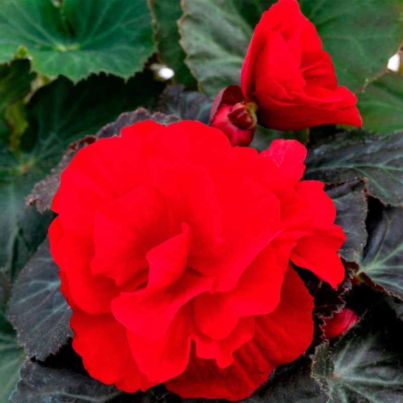  Begonia 500 Semillas Tuberhybrida Nonstop Mocca Deep Red Flor Maceta 101 Begonia 500 Semillas Tuberhybrida Nonstop Mocca Deep R