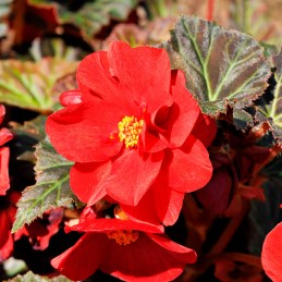  Begonia 500 Semillas Tuberhybrida Nonstop Mocca Deep Red Flor Maceta 101 Begonia 500 Semillas Tuberhybrida Nonstop Mocca Deep R