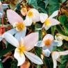  Begonia 1000 Semillas Hybrid Interspecific Funky White PLT Flor Colgante Maceta 738 Begonia 1000 Semillas Hybrid Interspecific 