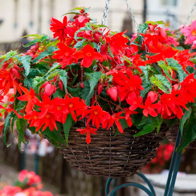  Begonia 1000 Semillas Hybrid Interspecific Funky Scarlet PLT Flor Colgante Maceta 625.423729 Begonia 1000 Semillas Hybrid Inter