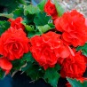  Begonia 500 Semillas Tuberhybrida Nonstop Red PLT Flor Maceta 85.59322 Begonia 500 Semillas Tuberhybrida Nonstop Red PLT Flor M