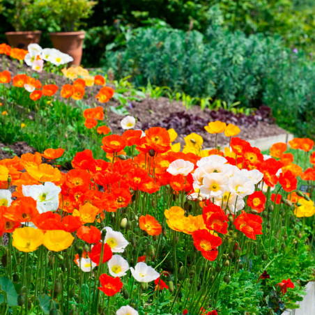  Amapola 1000 Semillas Papaver nudicaule Champagneb Bubbles Mix Flor Maceta 122.000001 Amapola 1000 Semillas Papaver nudicaule C