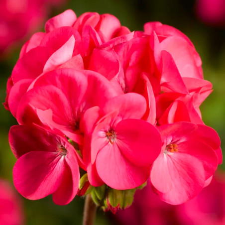  Geranio 100 Semillas Pelargonium x hortorum Pinto Premium Rose Deep Flor Maceta Jardin 67 Geranio 100 Semillas Pelargonium x ho