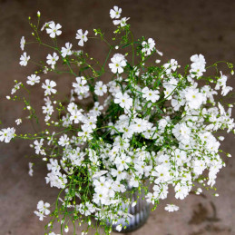  Gypsophila 5000 Semillas cerastitoides Covent White Flor Maceta Jardin 117 Gypsophila 5000 Semillas cerastitoides Covent White 