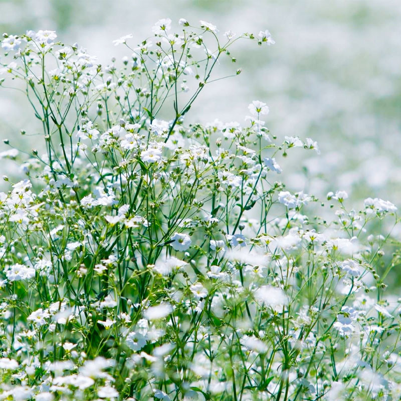  Gypsophila 5000 Semillas cerastitoides Covent White Flor Maceta Jardin 117 Gypsophila 5000 Semillas cerastitoides Covent White 