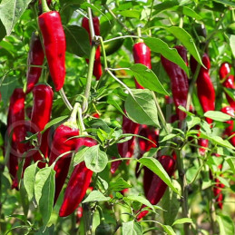  Paprika Super Queen Infinity 500gr, Semillas de paprika, Farmex 489.830508 Paprika Super Queen Infinity 500gr, Semillas de papr