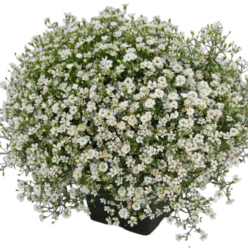 Gypsophila 100 Semillas cerastitoides Gypsy White PLT Flor Maceta Jardin 74 Gypsophila 100 Semillas cerastitoides Gypsy White P