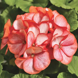  Geranio 100 Semillas Pelargonium x hortorum Maverick Scarlet Picotee Flor Maceta Jardin 56.779661 Geranio 100 Semillas Pelargon