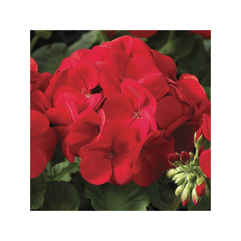  Geranio 100 Semillas Pelargonium x hortorum Maverick Scarlet Flor Maceta Jardin 56.779661 Geranio 100 Semillas Pelargonium x ho