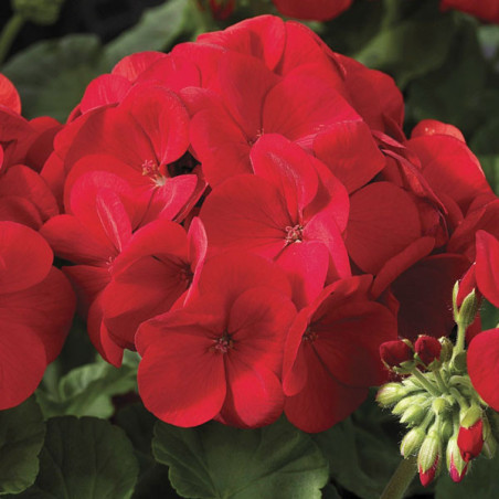  Geranio 100 Semillas Pelargonium x hortorum Maverick Scarlet Flor Maceta Jardin 56.779661 Geranio 100 Semillas Pelargonium x ho