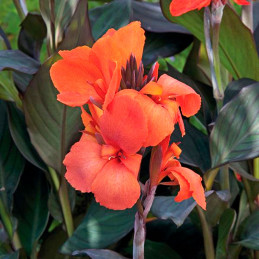  Achira 100 Semillas Canna x generalis Cannova Bronze Orange Flor Maceta Jardin 198.305085 Achira 100 Semillas Canna x generalis