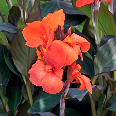 Achira 100 Semillas Canna x generalis Cannova Bronze Orange Flor Maceta Jardin FLOWER SEEDS-Achira 100 Semillas Canna x generali