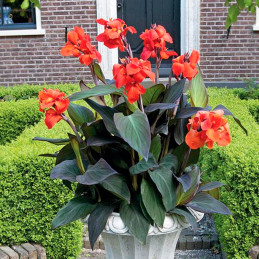  Achira 100 Semillas Canna x generalis Cannova Bronze Orange Flor Maceta Jardin 234 Achira 100 Semillas Canna x generalis Cannov