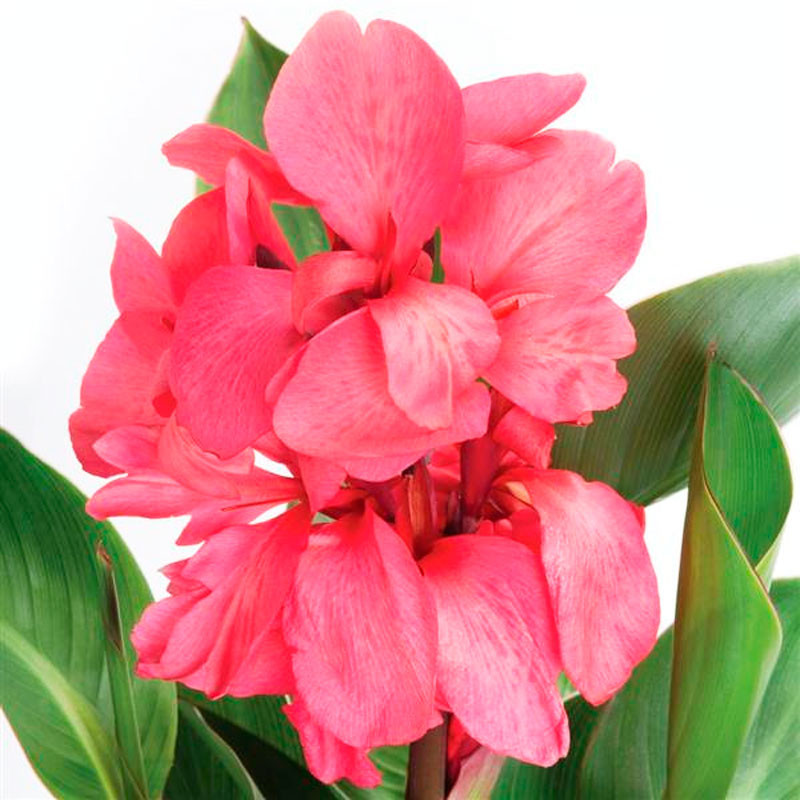  Achira 100 Semillas Canna x generalis Cannova Rose Dark Bud Flor Maceta Jardin 198.305085 Achira 100 Semillas Canna x generalis