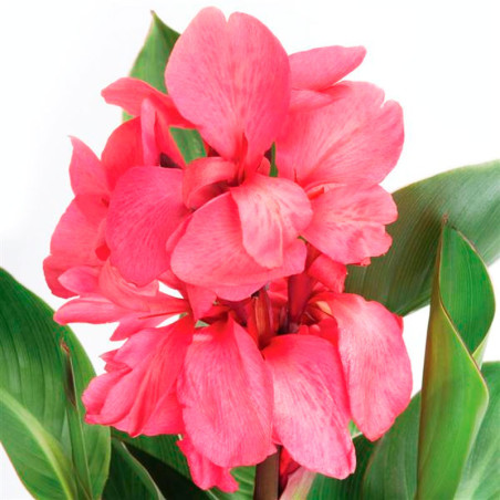  Achira 100 Semillas Canna x generalis Cannova Rose Dark Bud Flor Maceta Jardin 198.305085 Achira 100 Semillas Canna x generalis