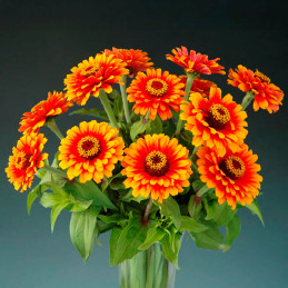  Zinnia 1000 Semillas elegans Zowie Yellow Flame Flor Corte Jardin 400 Zinnia 1000 Semillas elegans Zowie Yellow Flame Flor Cort
