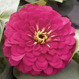  Zinnia 1000 Semillas elegans Magellan Cherry Flor Corte Jardin 400 Zinnia 1000 Semillas elegans Magellan Cherry Flor Corte Jard