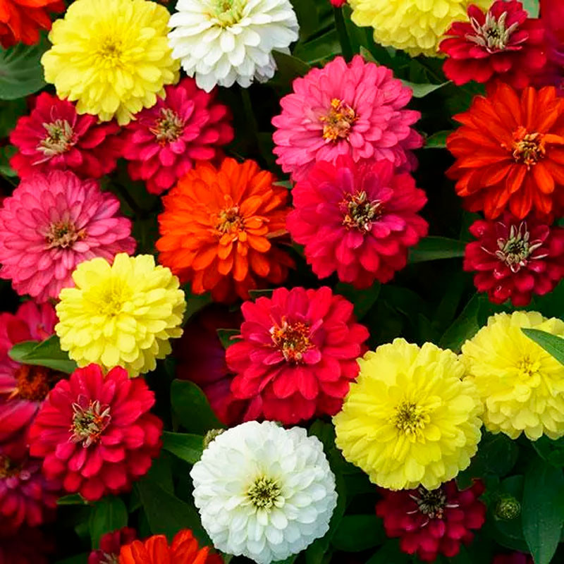  Zinnia 500 Semillas marylandica Double Zahara Mix Flor Maceta Jardin 143 Zinnia 500 Semillas marylandica Double Zahara Mix Flor
