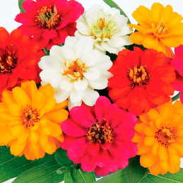  Zinnia 500 Semillas marylandica -grandiflora Profusion Double Mix Flor Maceta Jardin 129.661015 Zinnia 500 Semillas marylandica