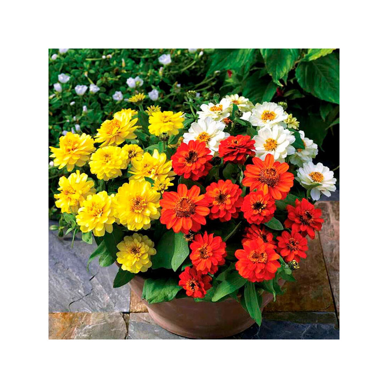  Zinnia 500 Semillas marylandica -grandiflora Profusion Double Mix Sunrise Flor Maceta Jardin 129.661015 Zinnia 500 Semillas mar