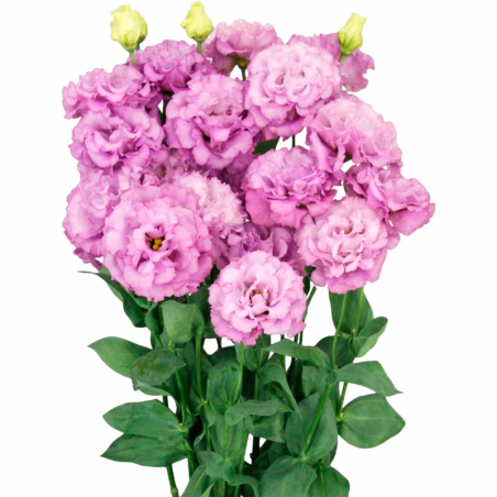 Lisianto 1000 Semillas Eustoma grandiflorum Lisianthus Celeb 2 Grape PLT Flor Corte FLOWER SEEDS-Lisianto 1000 Semillas Eustoma 