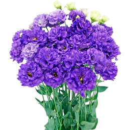  Lisianto 1000 Semillas Eustoma grandiflorum Lisianthus Celeb 1 violet PLT Flor Corte 194 Lisianto 1000 Semillas Eustoma grandif