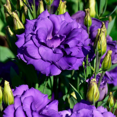 Lisianto 1000 Semillas Eustoma grandiflorum Lisianthus Echo Blue PLT Flor Corte FLOWER SEEDS-Lisianto 1000 Semillas Eustoma gran