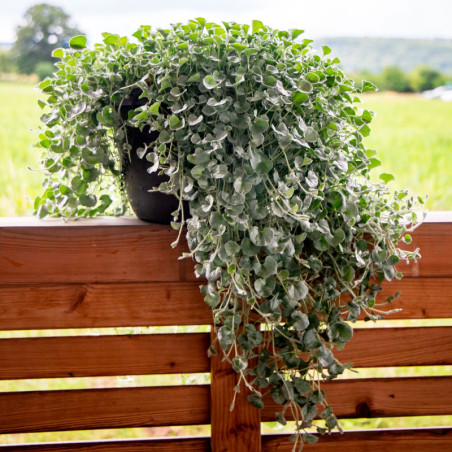  Dichondra 100 Semillas argentea Silver Surfer Flor Colgante Maceta 77.118644 Dichondra 100 Semillas argentea Silver Surfer Flor