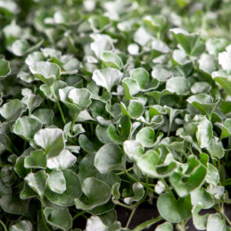  Dichondra 100 Semillas argentea Silver Surfer Flor Colgante Maceta 77.118644 Dichondra 100 Semillas argentea Silver Surfer Flor