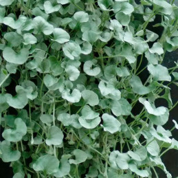  Dichondra 100 Semillas argentea Silver Falls Flor Colgante Maceta 77.118644 Dichondra 100 Semillas argentea Silver Falls Flor C