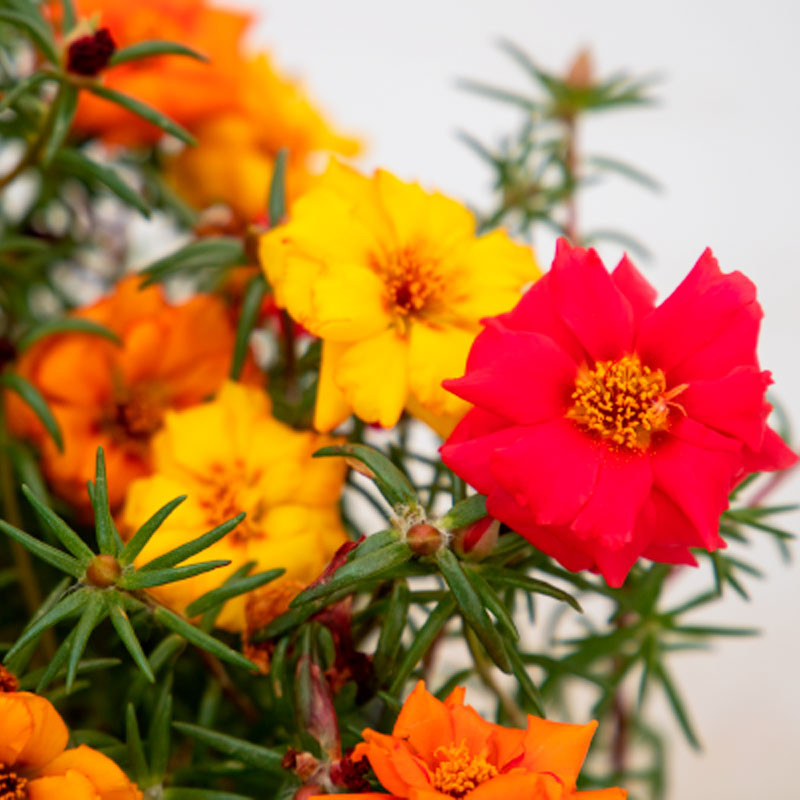  Verdolaga 1000 Semillas Portulaca grandiflora Sundial Volcano Mix Flor Maceta Jardin 80.508475 Verdolaga 1000 Semillas Portulac