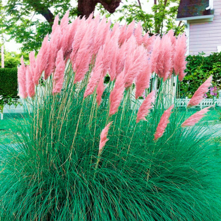  Grass 5000 Semillas Cortaderia selloana Orn Feather Pink Flor Corte Jardin 176 Grass 5000 Semillas Cortaderia selloana Orn Feat
