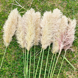  Grass 1000 Semillas Cortaderia selloana Orn Feather White Flor Corte Jardin 54.237288 Grass 1000 Semillas Cortaderia selloana O