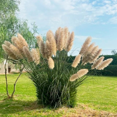  Grass 1000 Semillas Cortaderia selloana Orn Feather White Flor Corte Jardin 54.237288 Grass 1000 Semillas Cortaderia selloana O