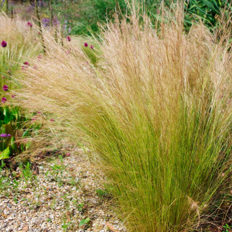  Grass 1000 Semillas Nassella tenuissima Nasselia Pony Tails Flor Corte Jardin 68.644068 Grass 1000 Semillas Nassella tenuissima